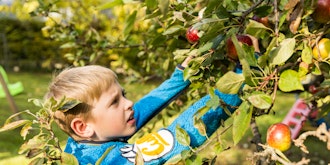 Dreng Plukker Æbler