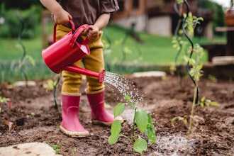 Lille Barn Vander Plante Med Rød Vandkande